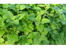 ���� �������������