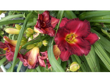 ��������,��� �������� �����.