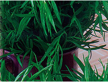 ������ ���������� (��������).jpg