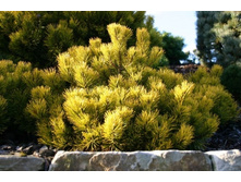 111����� Pinus mugo Carsten's Wintergold C5 Cieplucha= 21,18 ��-.jpg