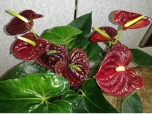 �������� ���� ������( Anthurium Aramon)