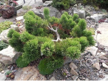 Pinus mugo Jakobsen C2 15-20 Tomzynski ���. 91000761-16,15���� �������� 3��.jpeg
