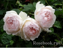 ������ ������� (�)