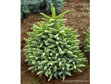 ����� ��������� (Abies pinsapo Aurea).jpg--.jpg