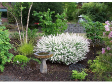 Salix (���) integra Hakuro-nishiki C3 40-60 ����=.jpg