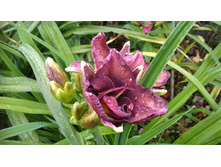 0-02-04-59c1b4c24f1f66166a65cd76a4d384fb6ca19e2e9b67df7ac1f6ca0403851972 full.jpg