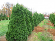 Thuja (���) occidentalis Spiralis C2 80-100 �������= 311-