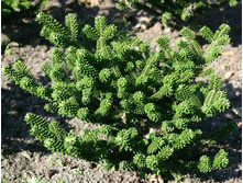 ����� ��������� (���� 'Oberon')-.jpg