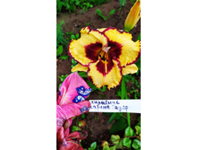 IMG 20190811 144607.jpg