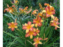 0-02-04-e04da6951df70acd86af1964673e4e4d1798db703d80f0f35f57f3d3a01bbc90 full (2).jpg