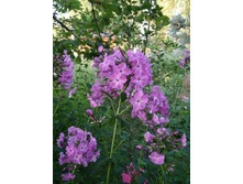 ����� ����������� �� 50 ���.