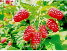 ������ �������� +���