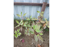 �������������