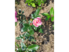 IMG 20190727 090957.jpg