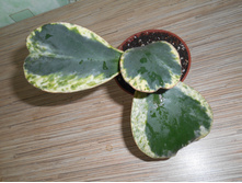 �errii Spot margin.