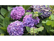 ��������� �. �. ������