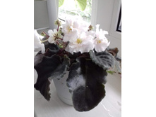 5b137da2e6142 bez nazv..jpg