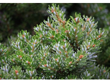 ����� ��������� (���� 'Silberperle')--.jpg