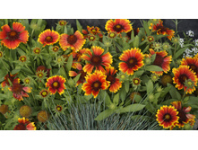 ��������� ������� ���