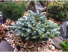 ����� ��������� ������� ��������� (Abies koreana Kohout’s Icebreaker)=.jpeg