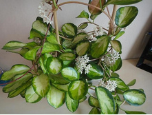 ���� ���� ( Hoya austrtalis Lisa variegata) - 950- 1000 ���.