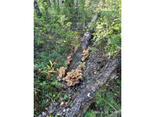 IMG 20190820 170251.jpg