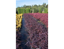 ��� ��� ���� ���������