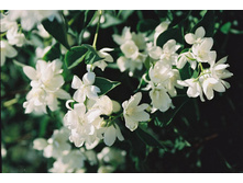 ����� ��������� (2�)