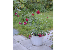 ���� ������� Leonardo