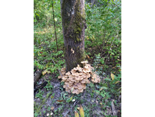 IMG 20190820 170234.jpg