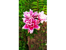 IMG 20190818 162930.jpg