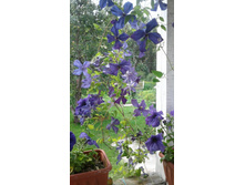 �������� ������.jpg