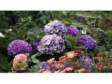 ��������� �. �. ������