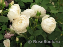 ��������� (�)