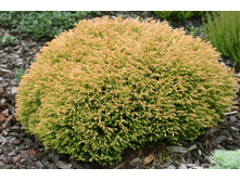 Thuja (���) occid. Golden Tuffet 20-25�� C3/4 ������=806-