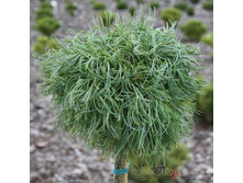 Pinus (�����) strobus Green Twist C4-C5 PA 25-60 d 15-25==2065------.jpg