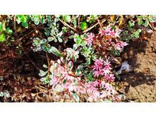 IMG 20190821 105043.jpg