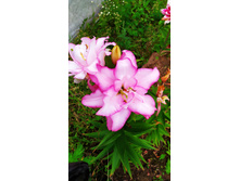 IMG 20190818 162924.jpg