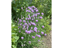 ��� �����