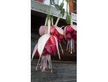 IMG 20190824 135626[1].jpg