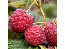 ������ ���� + 19�