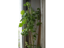 5. �� �����. ����� �������. ������� �������� �����)