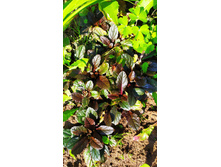 IMG 20190821 093632.jpg