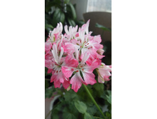 Pamela Vaudhan(c������)