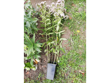 IMG 20190802 115730.jpg