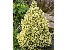 ��� ��������� (���� 'Conica Maigold')-.jpg