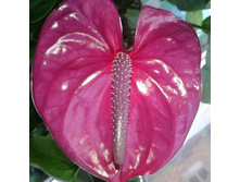 �������� ��� ( �������� Utah) - 1300 - 1500  ���.