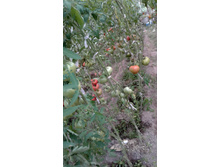 ������� 04.08.19