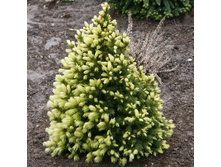 ��� Picea glauca Daisy's White-