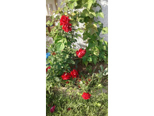 ���� ���������.jpg